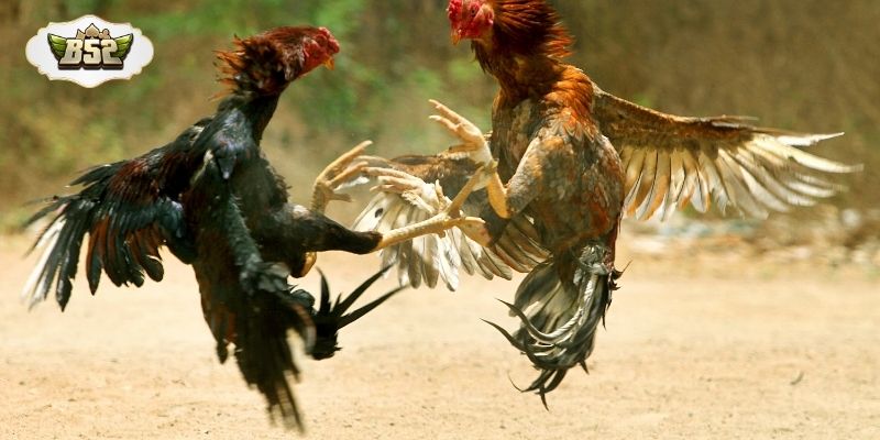 Đa dạng hình thức đá gà mang lại trải nghiệm cá cược gay cấn