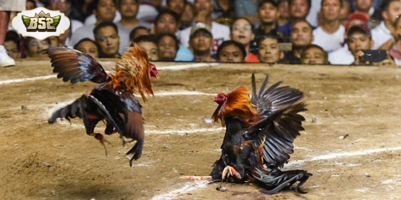 Hình thức đá gà thiên về sức bền và khả năng chịu đòn của chiến kê