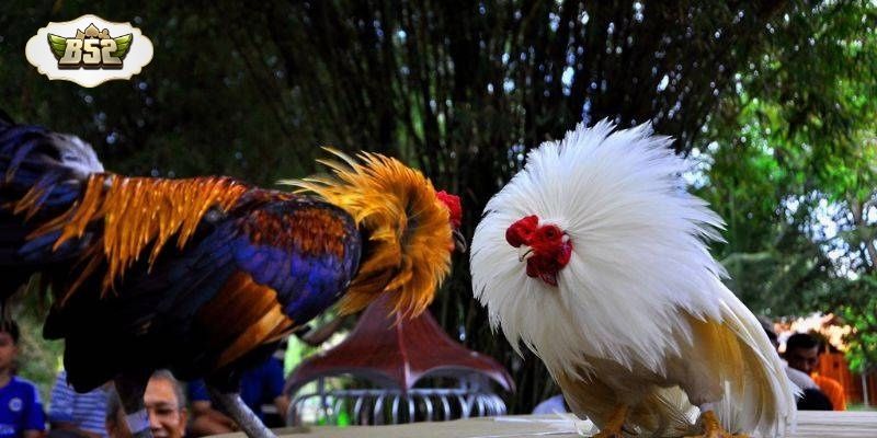 Hình thức đá gà đối kháng với nhịp độ cao và diễn biến khó đoán