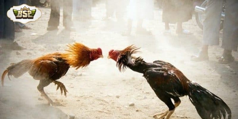 Kinh nghiệm thực tế giúp theo dõi trận đấu hiệu quả và kiểm soát rủi ro