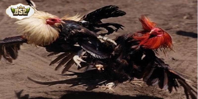 Những điểm mạnh giúp hình thức đá gà này được đánh giá cao